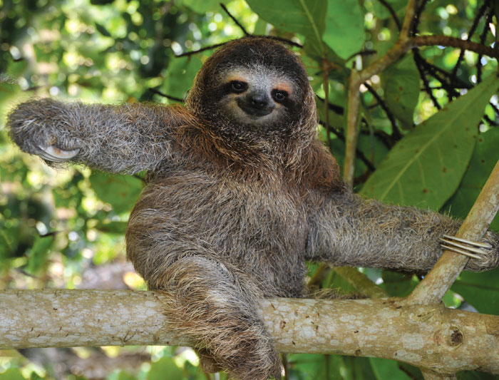 Hug a sloth in Costa Rica.  Actually don't do that.